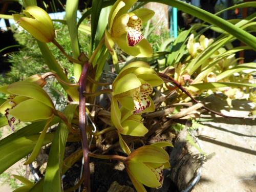 a close up of a plant with yellow flowers at Finca El Cielo in San Agustín