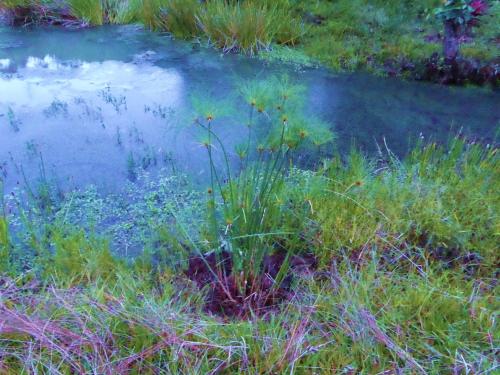 a painting of a plant in the grass next to a pond at Finca El Cielo in San Agustín