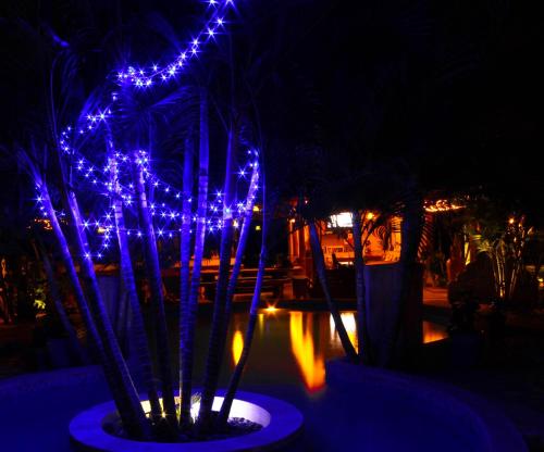 a group of lights on a palm tree at night at Casa Lajagua in Pedasí Town