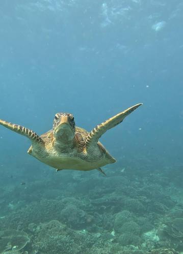 a green sea turtle swimming in the ocean at Komodo Homestay in Komodo