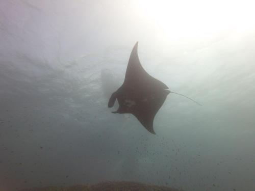 a shark swimming in the water in the ocean at Komodo Homestay in Komodo