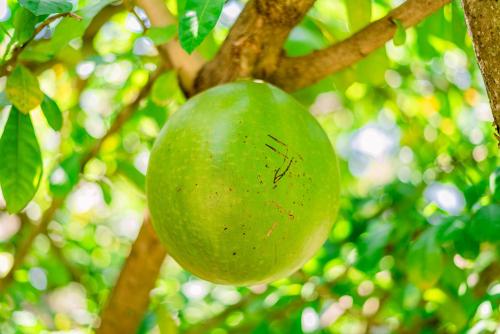 a green apple hanging on a tree branch at Eco Hotel Black & White - Anuradhapura in Mihintale