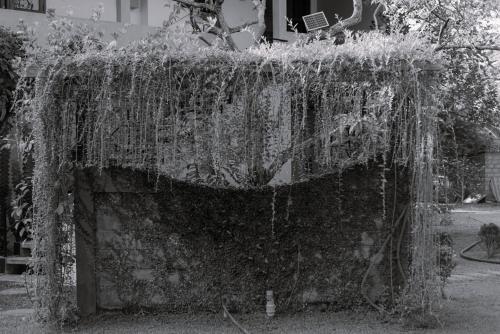 a retaining wall covered in moss and vines at Eco Hotel Black & White - Anuradhapura in Mihintale