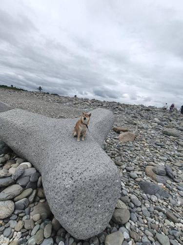 a cat sitting on top of a rock at Chaifu Kezhan in Taitung City
