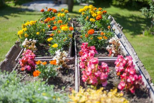 a group of flowers in a garden at Västriku Holiday Home in Nasva