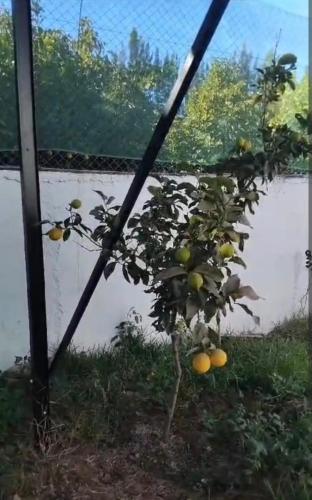 a tree with oranges on it in a yard at Villa Aronora in Essehoul