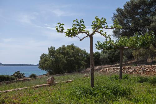two trees in a field next to the water at Dialiskari Villas in Marathopolis