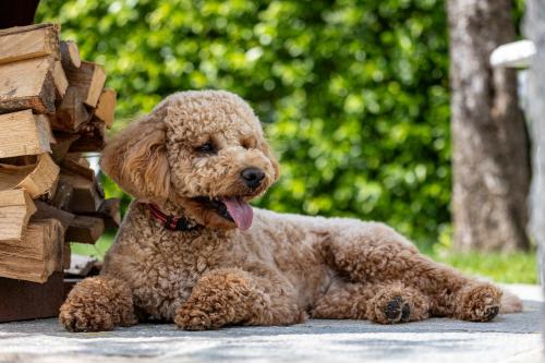 a brown poodle dog laying on the ground with its tongue at Villa Vitali - Bellagio in Bellagio