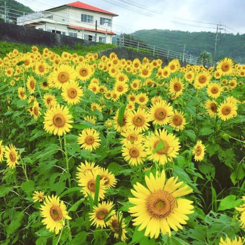 a field of yellow sunflowers in front of a house at Guesthouse ＆ Beach Cafe Fuego in Hyuga