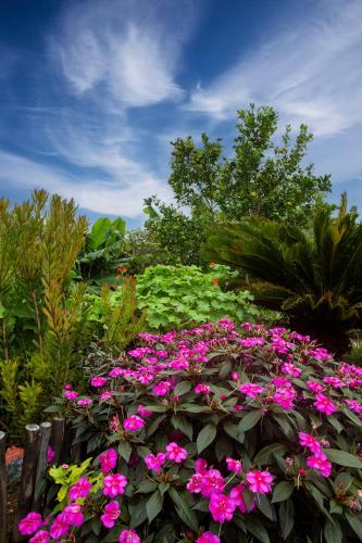 a bunch of pink flowers in a garden at Dungbeetle River Lodge in Colchester