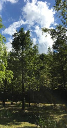 a group of trees in a field of grass at Rainbow Bridge B&B in Sanzhi