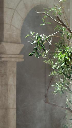 a branch of a tree in front of a building at Riad Al Manara in Essaouira