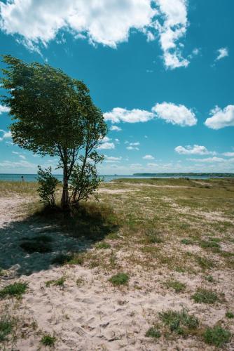 a tree in the middle of a field at Willa Bursztynowa in Rewa