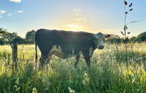 a cow standing in a field behind a fence at Holiday Home Jacobslystvej Gilleleje Xi in Gilleleje