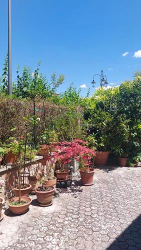 a bunch of potted plants sitting on a sidewalk at La Finestra sul Velino, uno splendore da vivere in Rieti