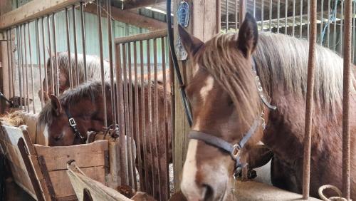 Binatang di vila ini atau berdekatan