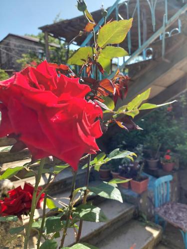 a red rose is growing next to some stairs at Ojakh in Dilijan