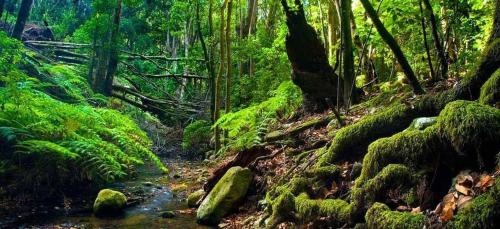 a stream in a forest with moss covered trees at Miramar 2 - San Sebastin de La Gomera in San Sebastián de la Gomera