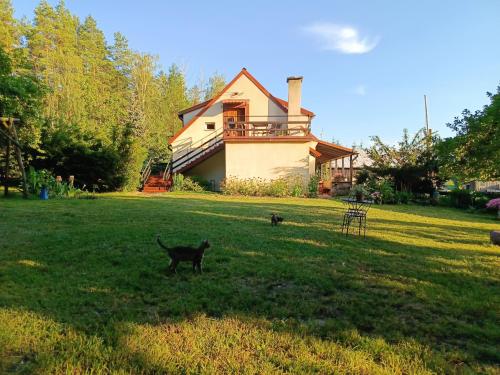 a cat standing in the grass in front of a house at Gospodarstwo agroturystyczne MARKO , pokoje Guja in Guja