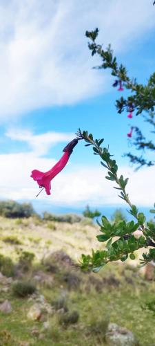 a pink bird is flying in the sky at LA MANSION DEL SOL LODGE Taquile island in Isla Taquili