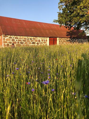 a field of tall grass with a building in the background at Stylish seaside barn in Borrby