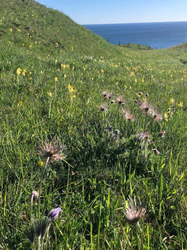 a grassy hill with flowers in a field with the ocean at Stylish seaside barn in Borrby