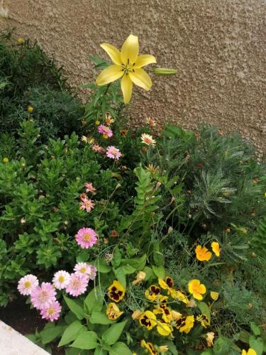 a yellow flower in a garden of flowers at Bluefullstop-Μπλε Τελεία in Artemida