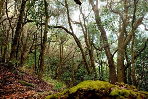 a forest filled with lots of trees and a green moss at Miramar 5 - San Sebastin de La Gomera in San Sebastián de la Gomera