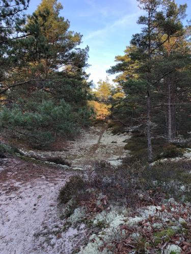 a dirt road in a forest with trees at Stylish Swedish farmhouse in Borrby