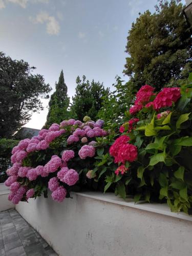a bunch of pink flowers on a wall at Lopar 516 in Lopar