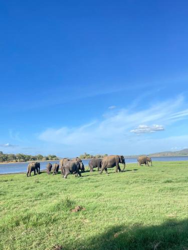a herd of elephants walking in a field by the water at Golden stars hotel Dambulla in Dambulla