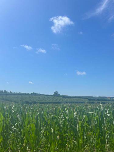 a field of corn with a blue sky in the background at Converted Oast House in Canterbury