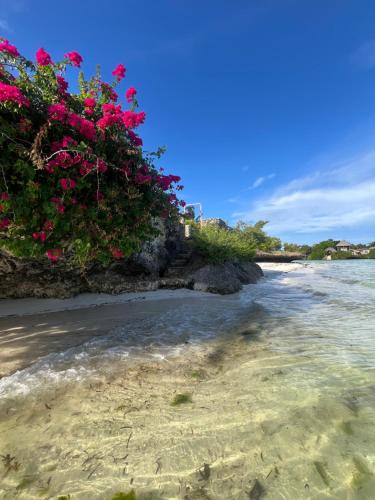 a bush with pink flowers on the beach at Malcom Ocean View Retreat in Pongwe