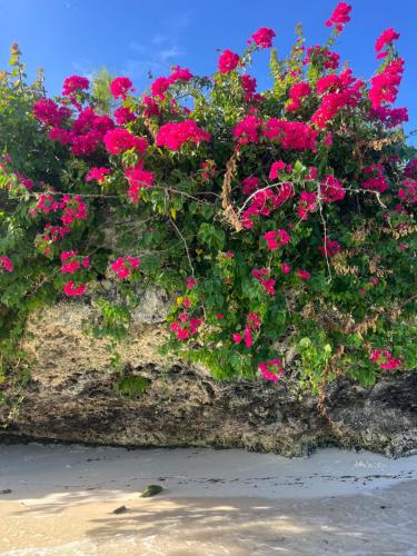 a bunch of pink flowers on a rock at Malcom Ocean View Retreat in Pongwe
