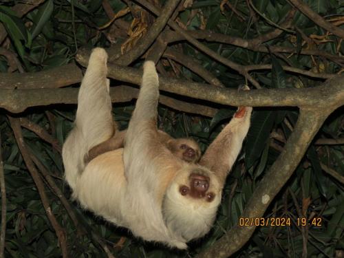a sloth hanging from a tree with its offspring at Hotel Villas de la Selva in Manuel Antonio