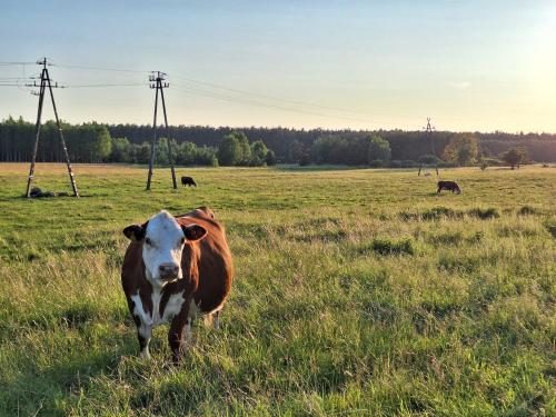 a brown and white cow standing in a field at Gospodarstwo agroturystyczne Pod Wielkim Wozem in Jerutki
