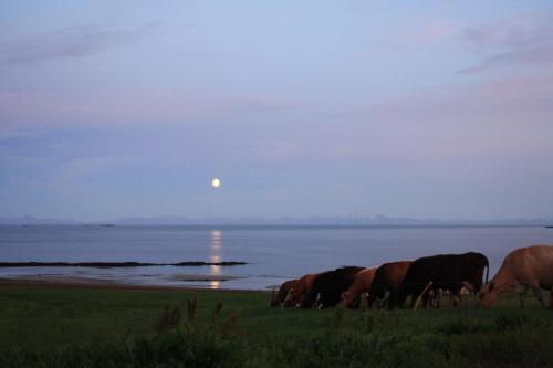 a group of cows grazing in a field near the water at Rauðsdalur in Brjánslækur
