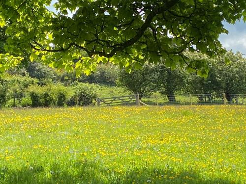 un champ de fleurs jaunes dans un champ avec une clôture dans l'établissement Beehive Cottage, à Bodfari