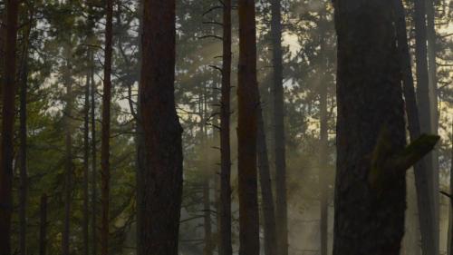 a foggy forest with trees in the foreground at Park Hotel Surami Chalet in Surami