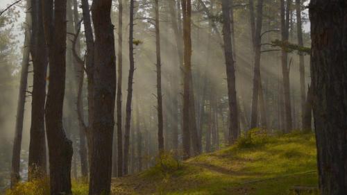a misty forest with trees and a dirt road at Park Hotel Surami Chalet in Surami