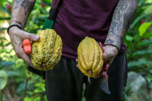 a man holding two open bananas in his hands at Finca La Selvita Chocolate experience in Buritaca