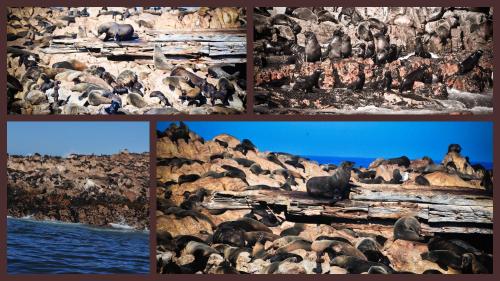 a collage of pictures of animals on a rock at The Bay Lodge in Gansbaai
