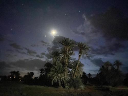 a moonlit night with palm trees in a field at Dar itran in Mhamid
