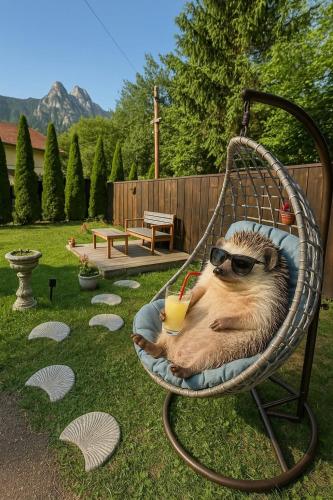 a dog wearing sunglasses sitting in a chair with a drink at UMANI Retreat in Buşteni