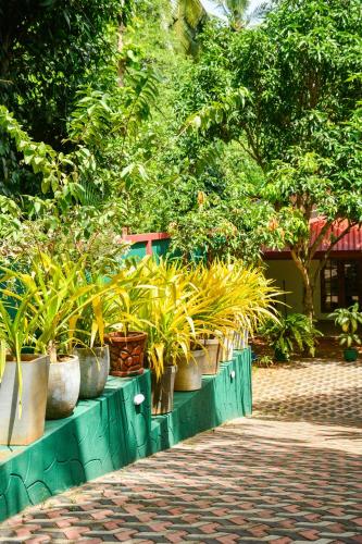 a row of potted plants on a green wall at EverGreen Resort Udawalawe in Udawalawe