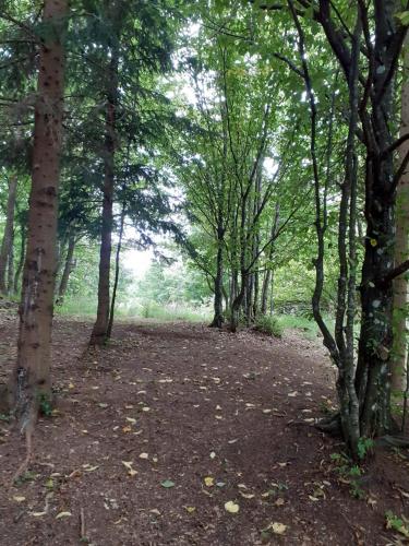 a wooded area with trees and leaves on the ground at Robinzonski kamp Žumberak 