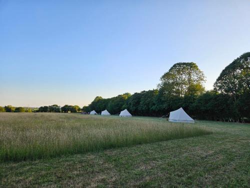 a group of white tents in a field at Readers Field Glamping in Great Sampford