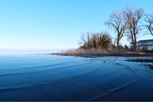 a group of birds standing on the shore of a lake at Hotel Restaurant Sokrates in Güttingen