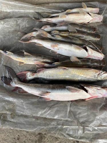 Foto sihtkohas Jhawāni asuva majutusasutuse Fish O Farm Guest House galeriist