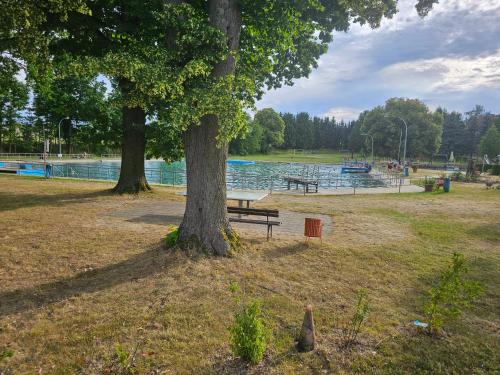 a park with two trees and a bench next to a lake at Alte Bibliothek in Kottmar